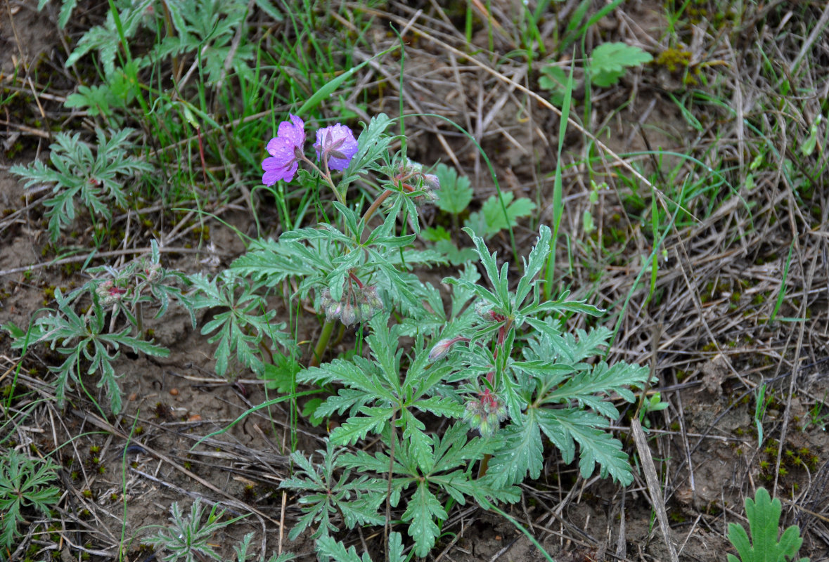 Изображение особи Geranium tuberosum.