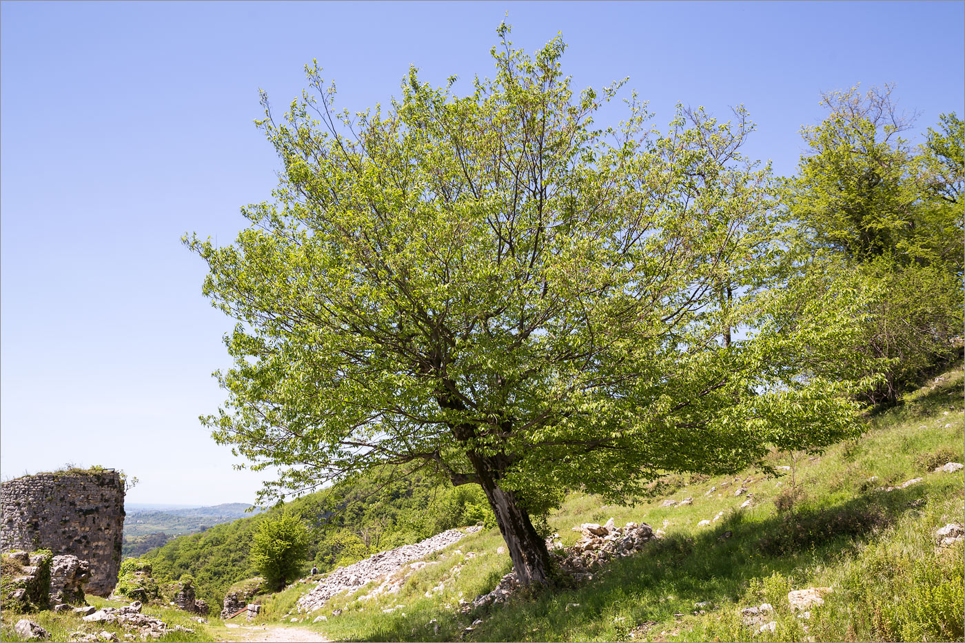Image of genus Carpinus specimen.