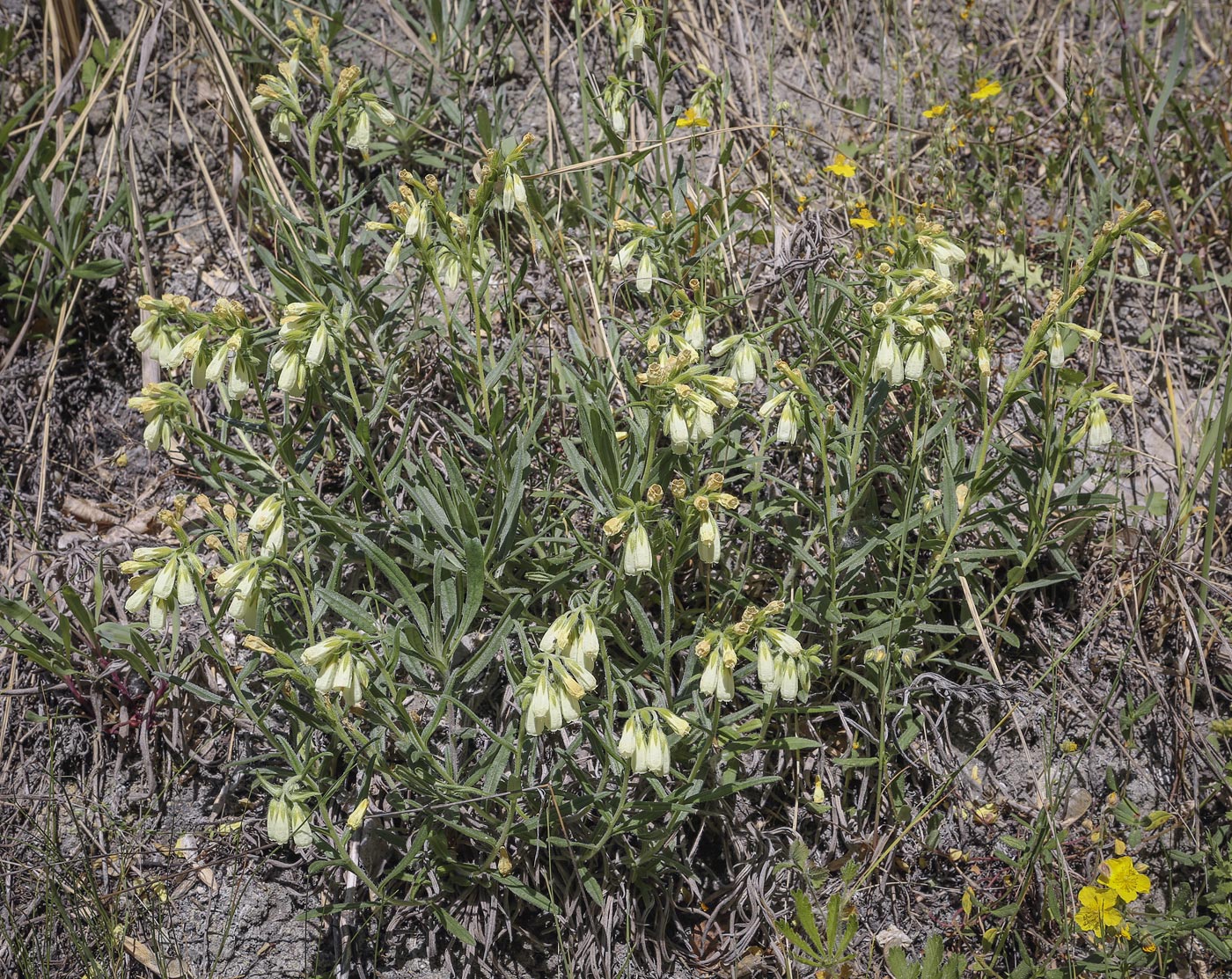 Изображение особи Onosma volgensis.