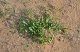 genus Convolvulus
