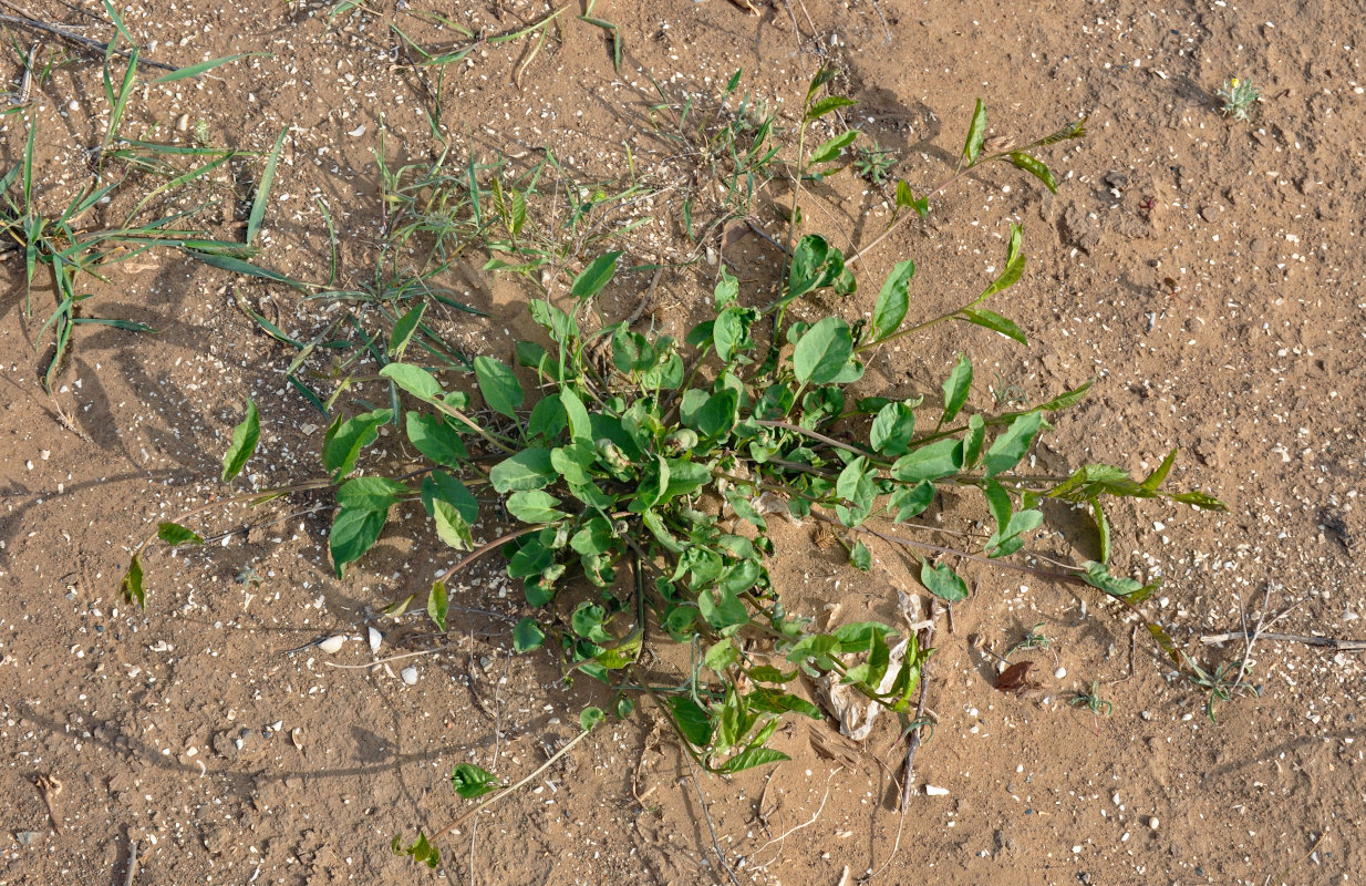 Image of genus Convolvulus specimen.