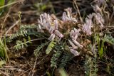 Astragalus dolichophyllus. Цветущее растение. Ростовская обл., Орловский р-н, окр. пос. Волочаевский, Приманычская степь, степной склон у оз. Лопуховатое. 16.04.2022.