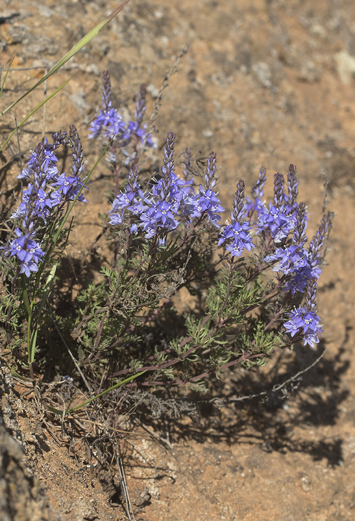 Изображение особи Veronica capsellicarpa.