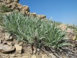 Echinops fastigiatus. Вегетирующее растение. Южный Казахстан, западные отроги Киргизского хр., горы Ботамойнак в окр. г. Тараз, ≈ 900 м н.у.м., каменистый склон юго-зап. экспозиции. 21 апреля 2018 г.