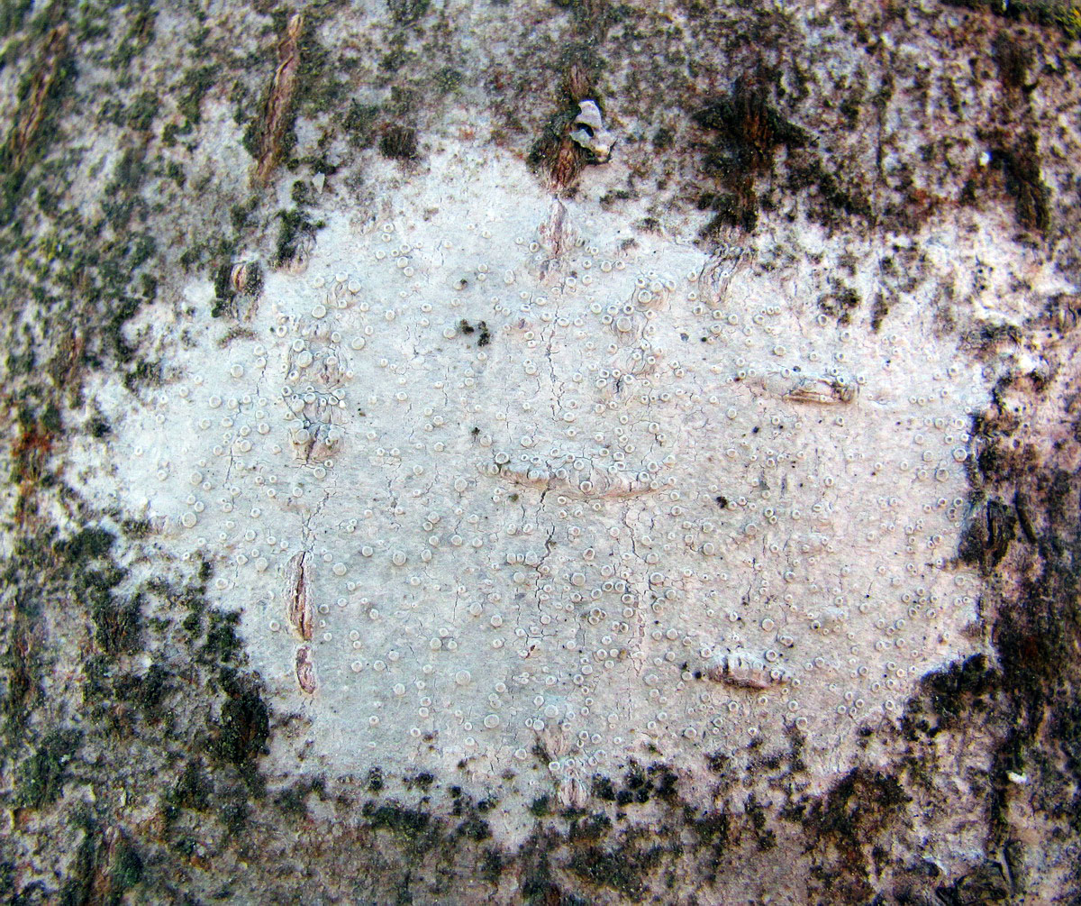 Image of genus Lecanora specimen.