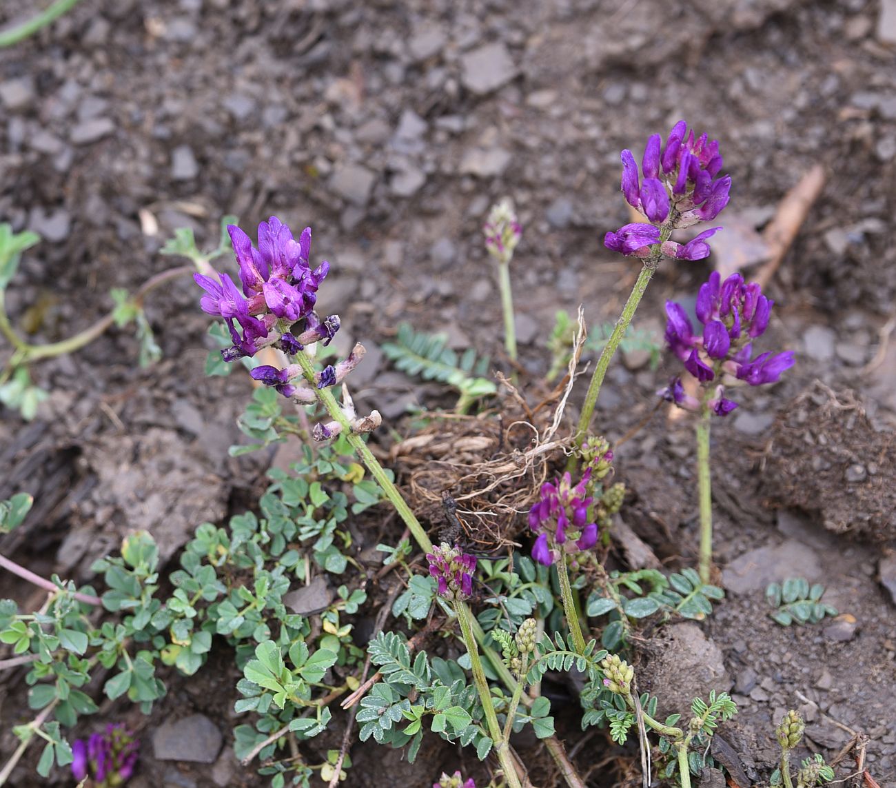 Image of genus Astragalus specimen.