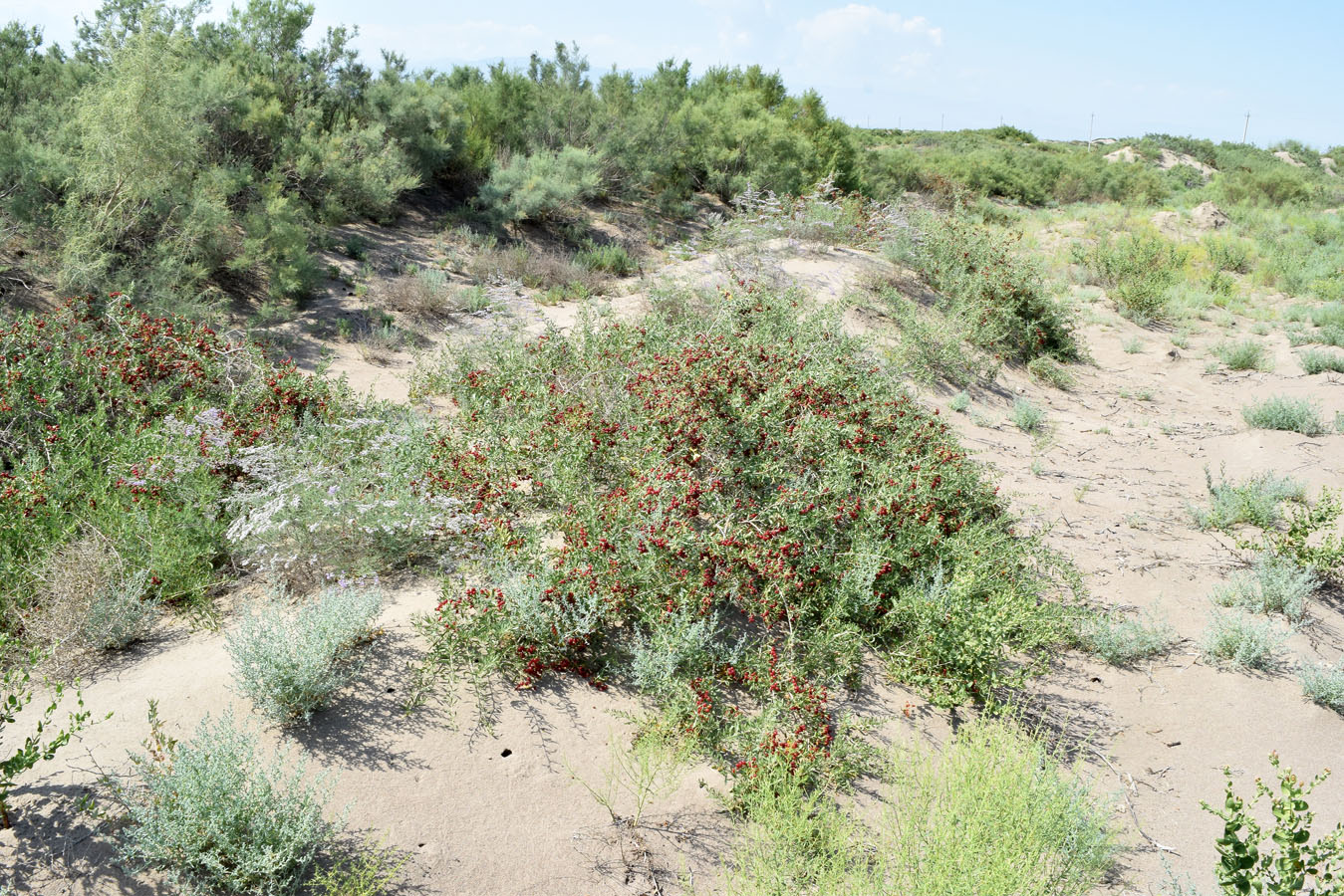 Image of Nitraria schoberi specimen.