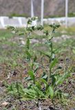 Nonea lutea