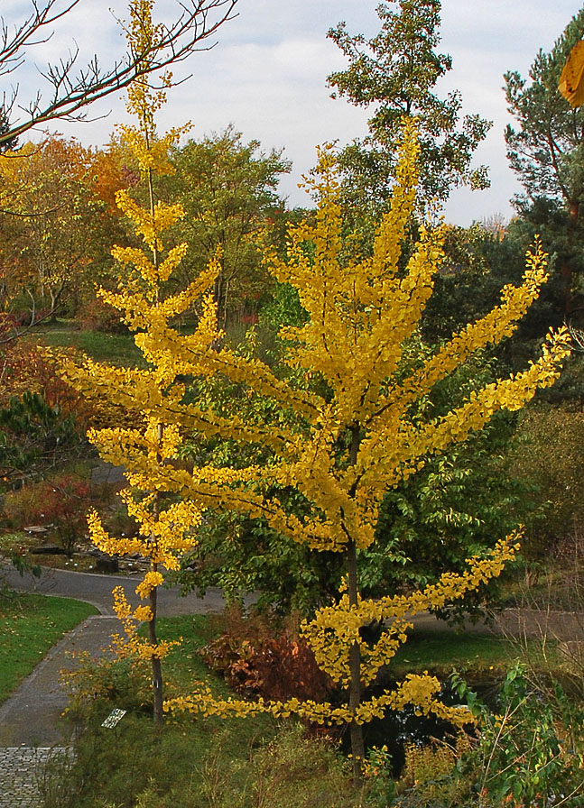 Image of Ginkgo biloba specimen.