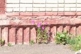 Petunia &times; atkinsiana