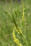 Melilotus officinalis. Верхушка побега с развивающимися и расцветающими соцветиями. Псковская обл., Невельский р-н, окр. дер. Дубище, увал, склон южной экспозиции, суходольный злаково-разнотравный луг. 24.06.2022.