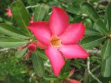 Adenium obesum. Цветок. Филиппины, провинция Кесон, муниципалитет Канделария, заповедник \"Mount Banahaw de Lucban\". 12.11.2008.