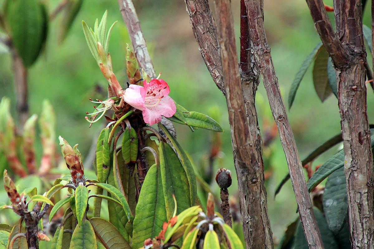 Image of genus Rhododendron specimen.