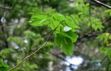 Toxicodendron orientale. Верхушка ветви. Курильские о-ва, о-в Кунашир, вулкан Менделеева, ≈ 400 м н.у.м., широколиственный лес. 21.08.2022.