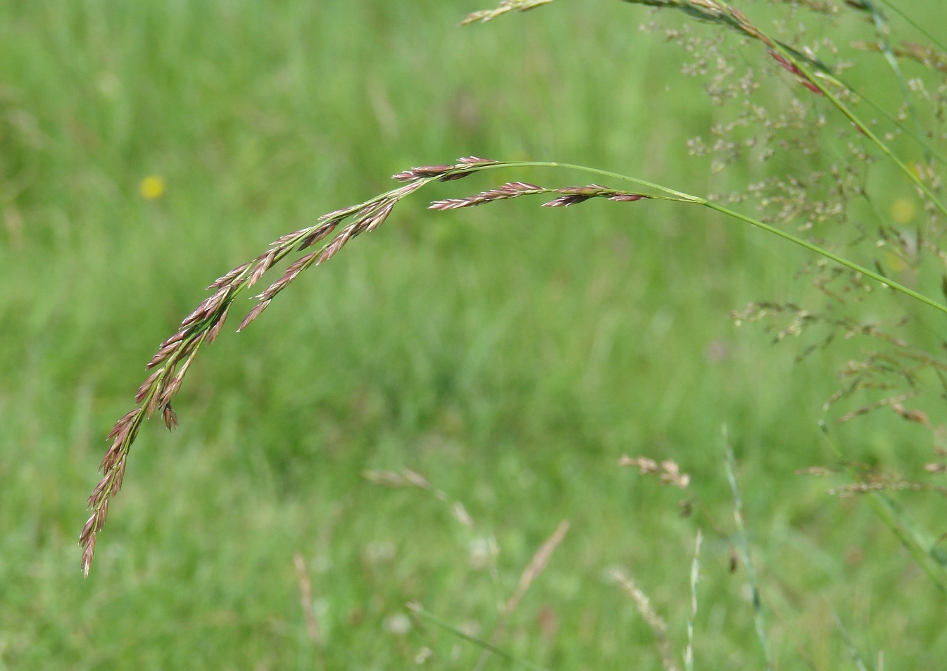 Image of Festuca pratensis specimen.