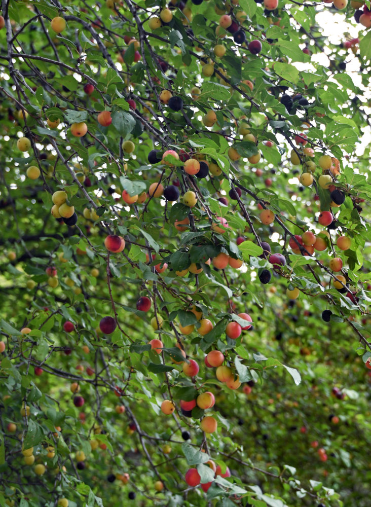 Изображение особи Prunus cerasifera.