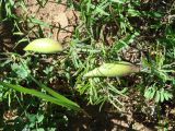 Vincetoxicum sibiricum