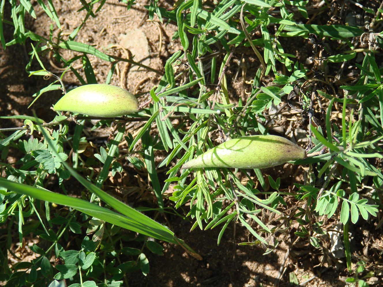 Image of Vincetoxicum sibiricum specimen.