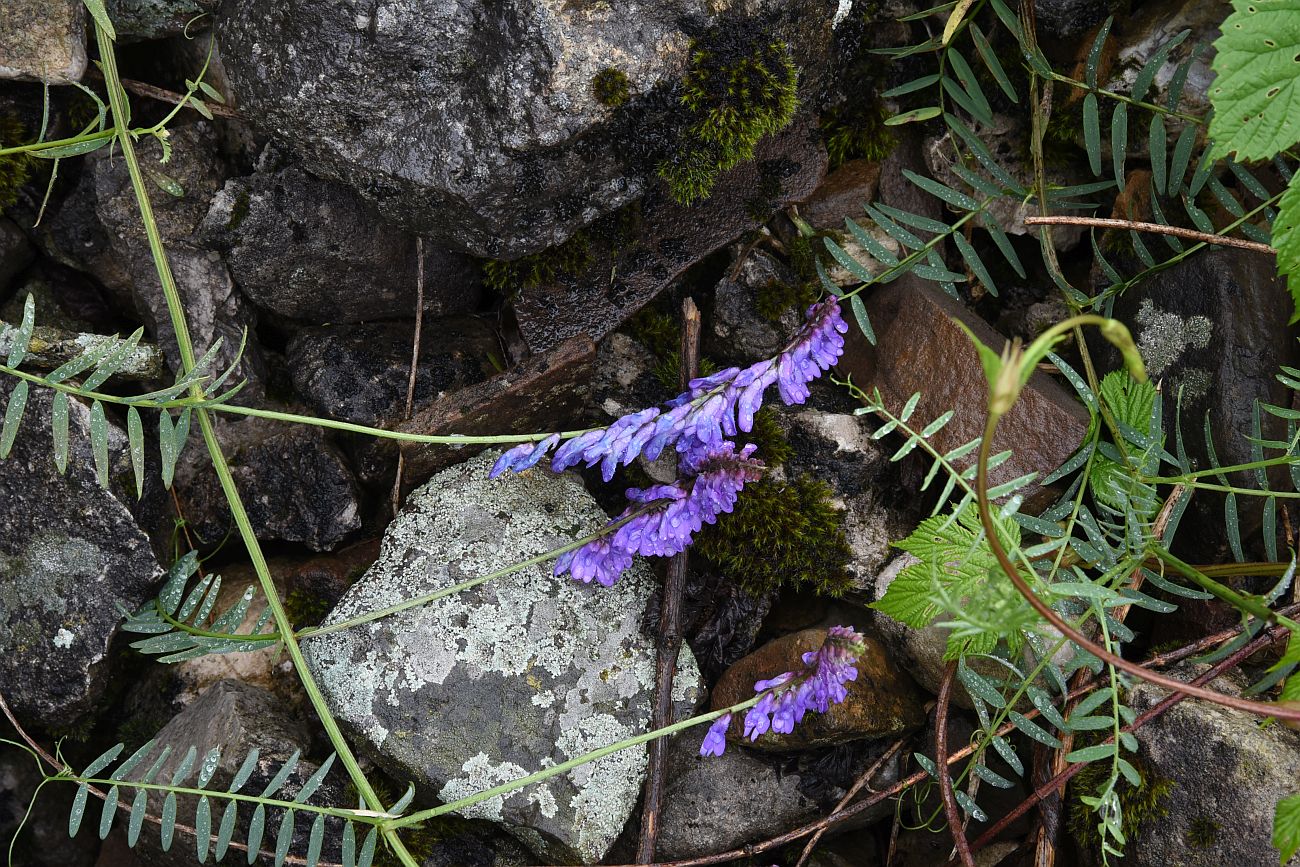 Изображение особи Vicia grossheimii.