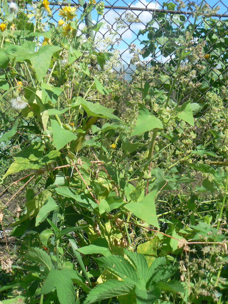 Image of Chylocalyx perfoliatus specimen.