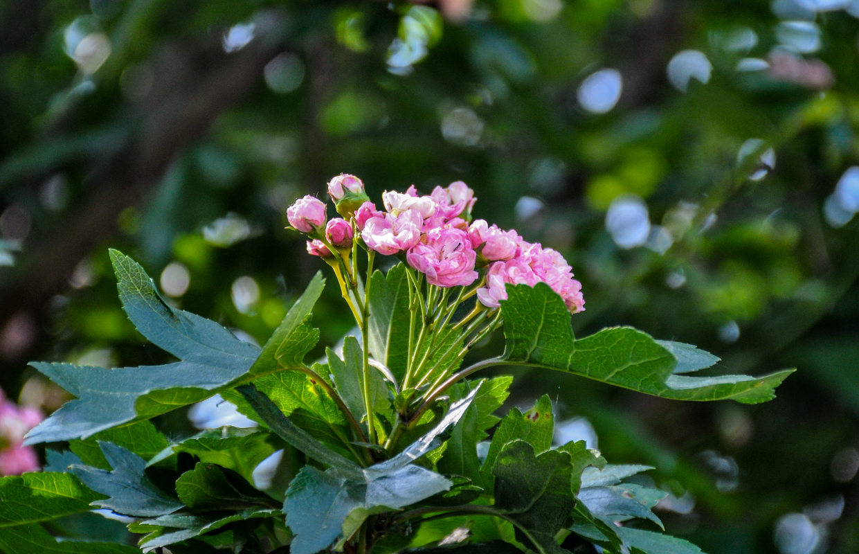 Изображение особи Crataegus &times; media.