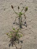 Plantago arenaria