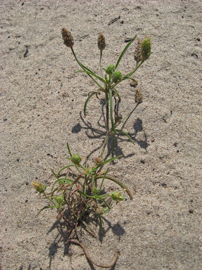 Image of Plantago arenaria specimen.