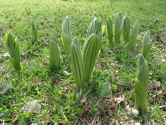 Изображение особи Veratrum lobelianum.