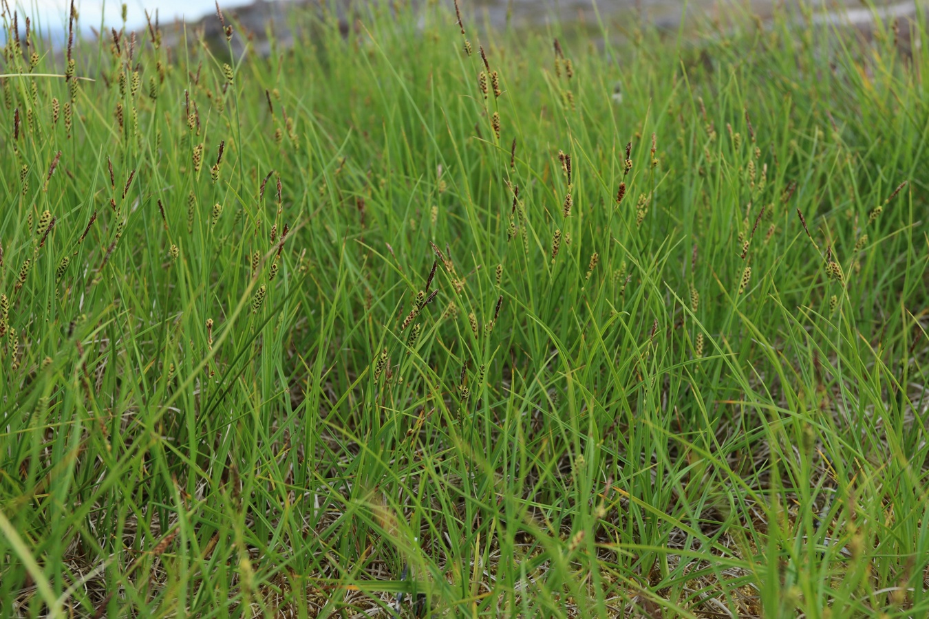 Image of Carex juncella specimen.