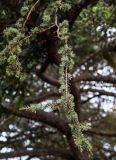 Cedrus atlantica