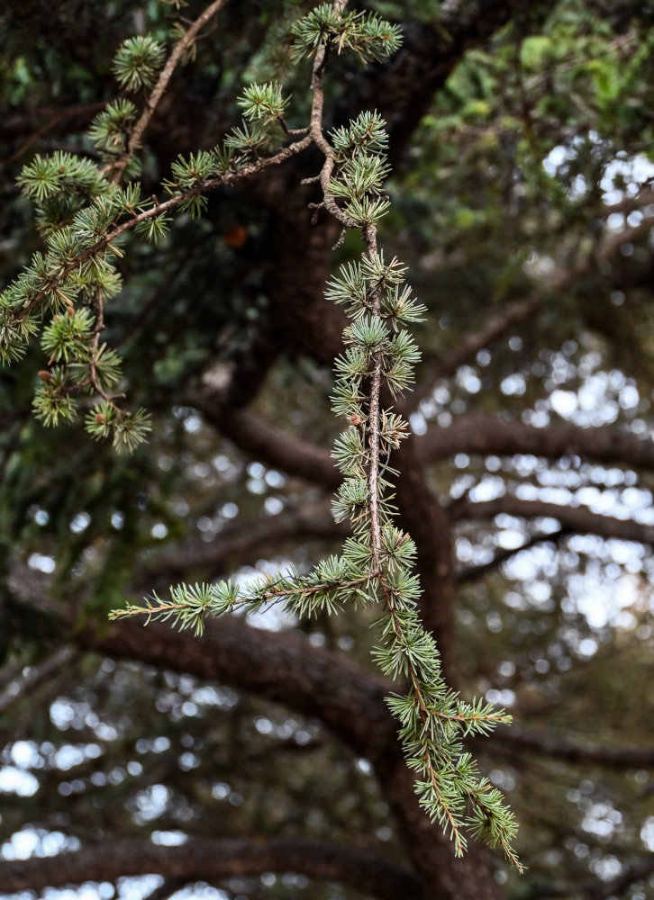 Image of Cedrus atlantica specimen.