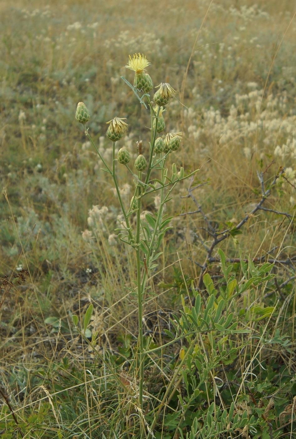 Image of Centaurea salonitana specimen.
