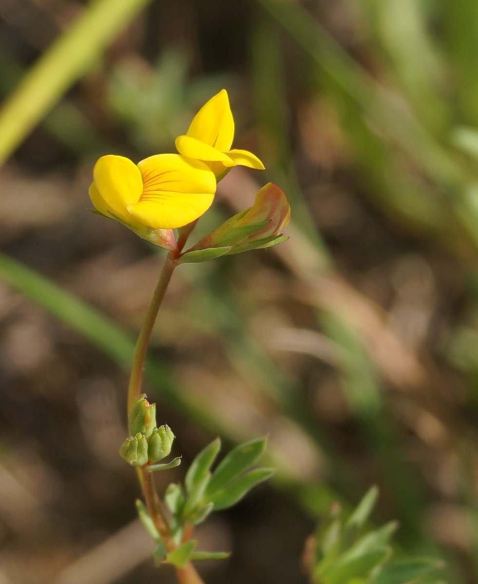 Image of Lotus frondosus specimen.