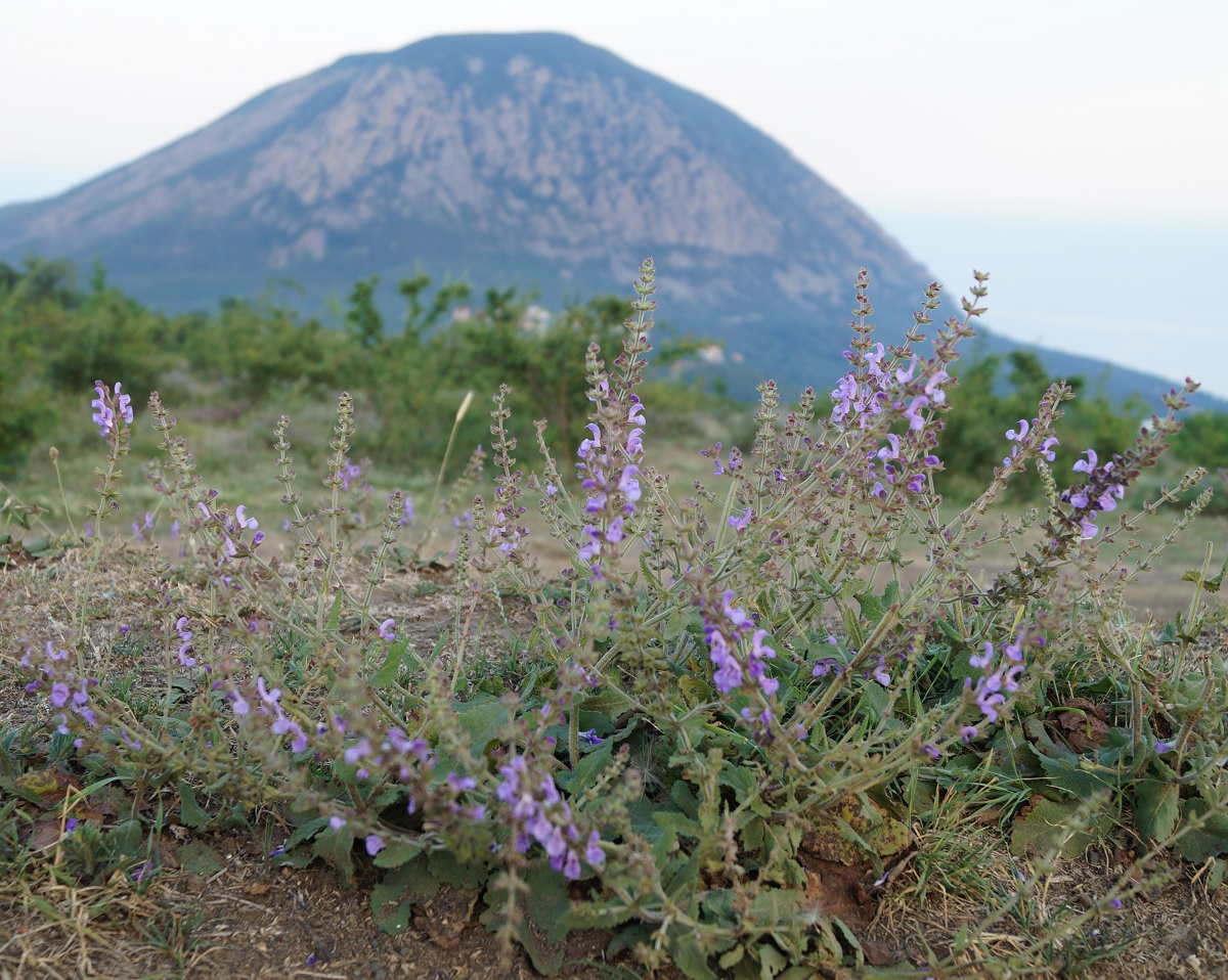 Image of Salvia virgata specimen.