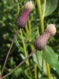 Cirsium setosum