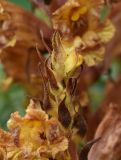 Orobanche subspecies xanthostigma