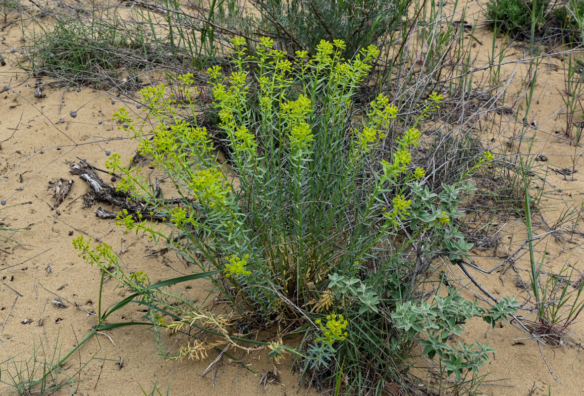 Изображение особи Euphorbia seguieriana.