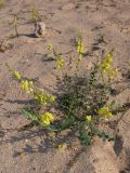 Linaria sabulosa. Цветущее растение на песчаном пляже. Крым, окр. Евпатории. 6 сентября 2009 г.