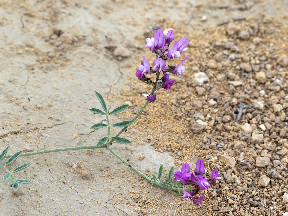 Изображение особи Astragalus ustiurtensis.