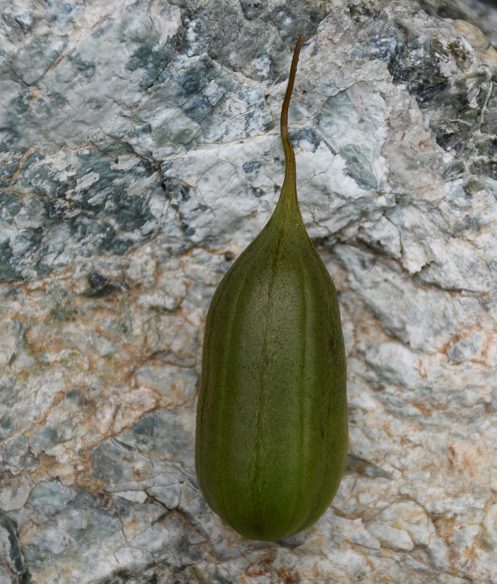 Image of Aristolochia sempervirens specimen.