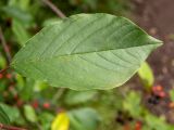 Frangula alnus