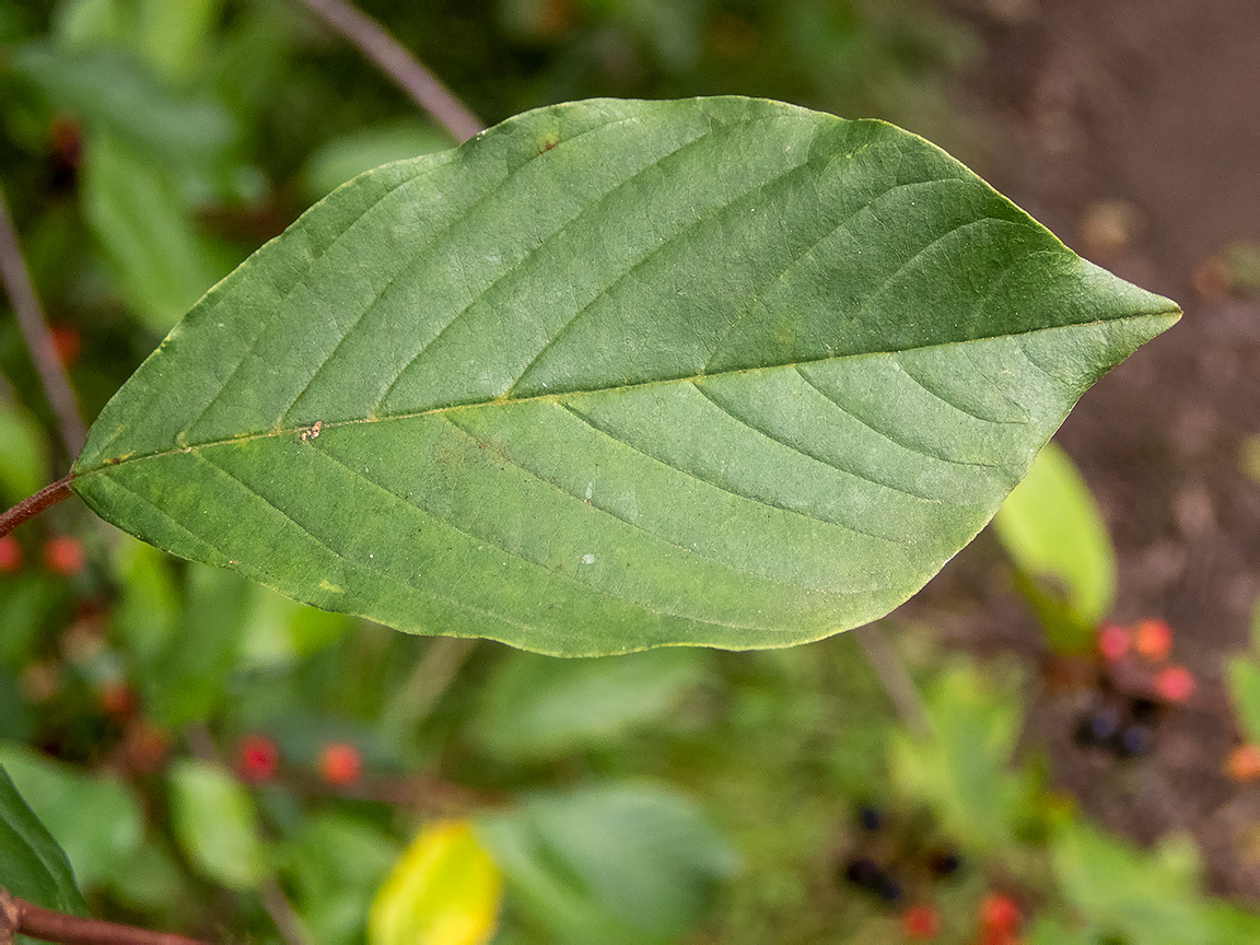 Image of Frangula alnus specimen.