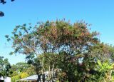 Leucaena leucocephala