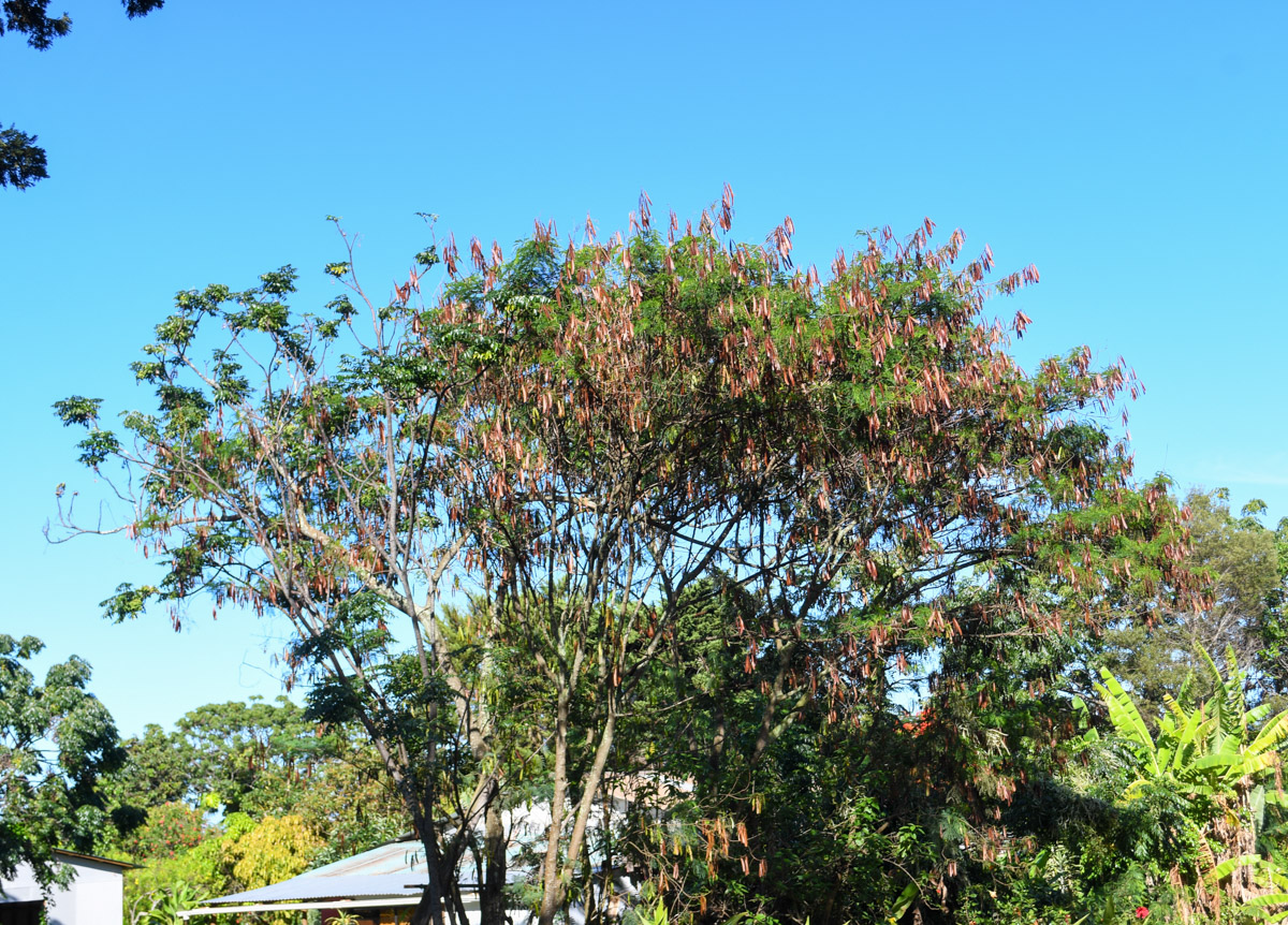 Изображение особи Leucaena leucocephala.