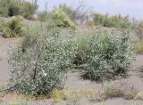 Populus pruinosa. Вегетирующие растения. Узбекистан, Ферганская обл., 5 км СЗ г. Коканд, Кокандские пески, частично закреплённые дюны. 18 мая 2023 г.