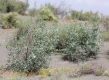 Populus pruinosa