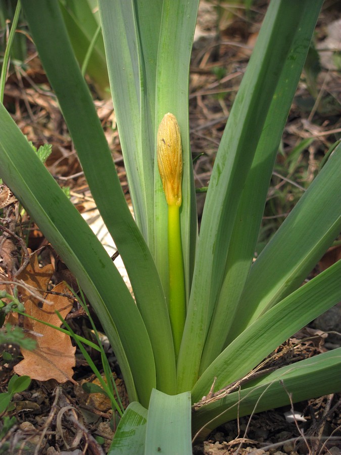 Изображение особи Eremurus jungei.