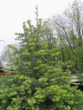 Abies concolor. Молодое дерево. Владивосток, ботанический сад-институт ДВО РАН.26 мая 2007 г.