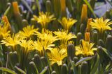 Crepis jacutica