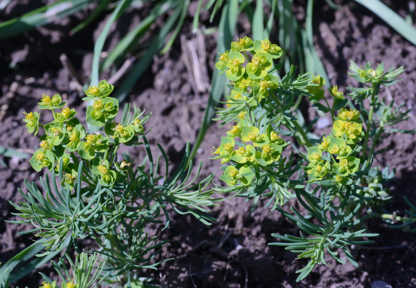 Изображение особи Euphorbia cyparissias.